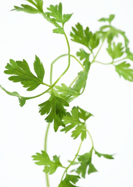 Chervil, anthriscus cerefolium, Aromatic Plant against White Background Chervil, anthriscus cerefolium, Aromatic Plant against White Background cerefolium stock pictures, royalty-free photos & images