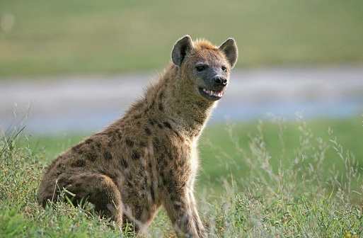 Spotted Hyena, crocuta crocuta, Pregnant Female, Masai Mara Park in Kenya