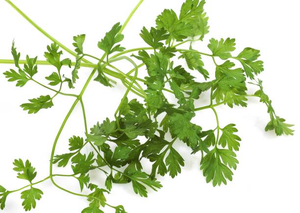 istock Chervil, anthriscus cerefolium, Aromatic Plant against White Background 1253117998