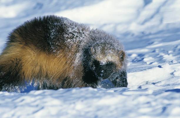 istock North American Wolverine, gulo gulo luscus, Adult covered with Snow, Canada 1253118000