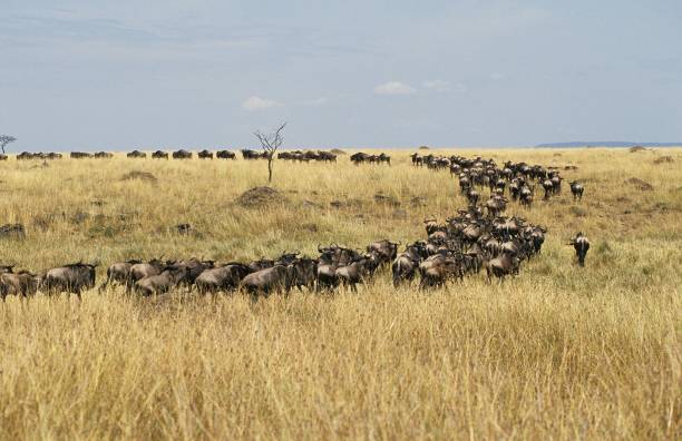 istock Blue Wildebeest, connochaetes taurinus, Herd during Migration, Masai Mara Park in Kenya 1253118067