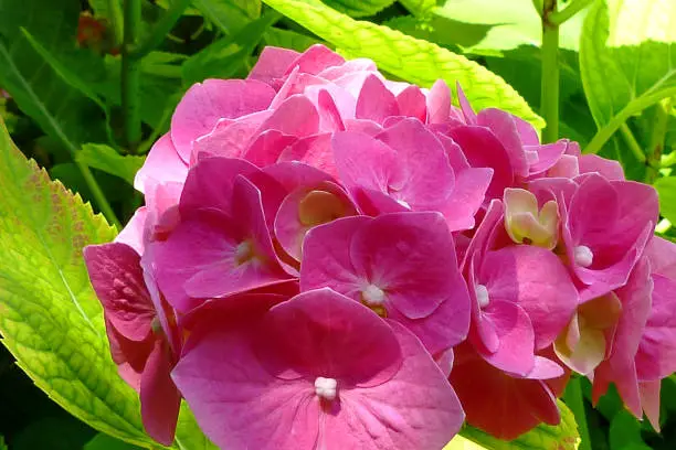 Beautiful pink French hydrangea flower closeup of petals. botanical name Hydrangea macrophylla. other name bigleaf or lacecap hydrangea. gardening and landscaping concept. lush green leafy background.