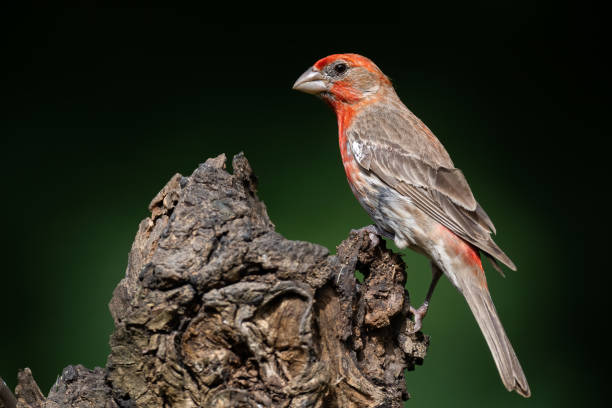 istock House finch perched on a log 1253118190