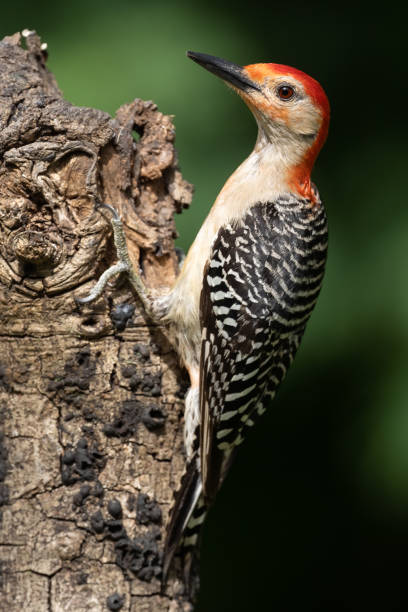 istock Young Male Red-bellied Woodpecker 1253118295