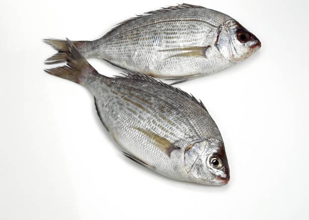 istock Grey Sea Bream, spondyliosoma cantharus, Fresh Fish against White Background 1253118354