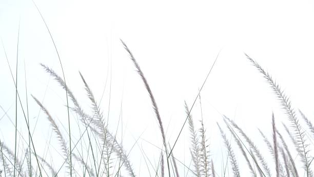istock Blurred wild grass flower blossom in a garden on white background 1253118511