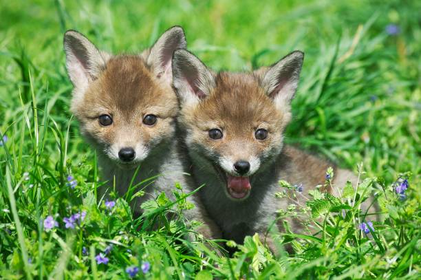 istock Red Fox, vulpes vulpes, Pup sitting in Flowers, Normandy 1253119227