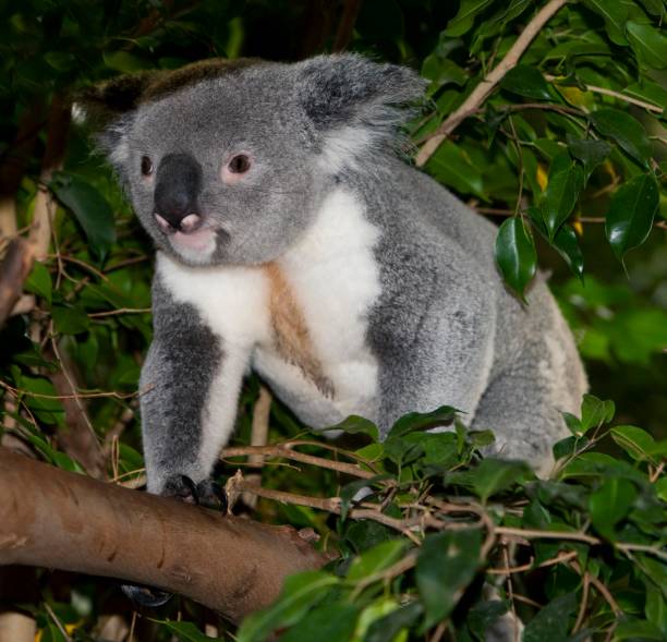 istock Koala, phascolarctos cinereus, Male standing on Branch 1253119609