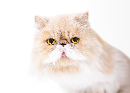 A tan and white Persian cat with yellow eyes