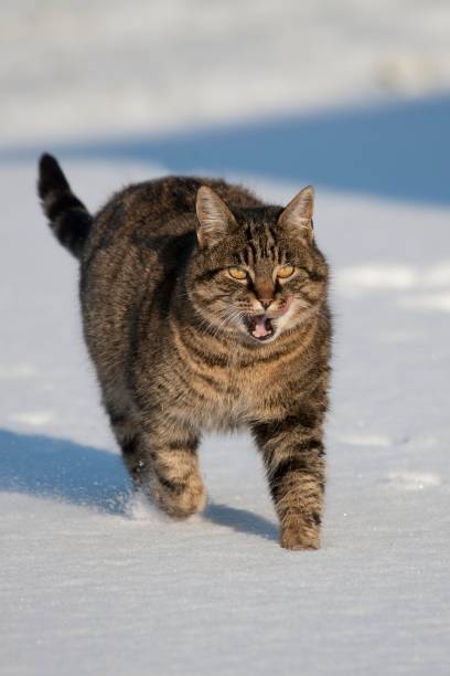 istock Brown Tabby Domestic Cat, Female walking on Snow, Normandy 1253119655