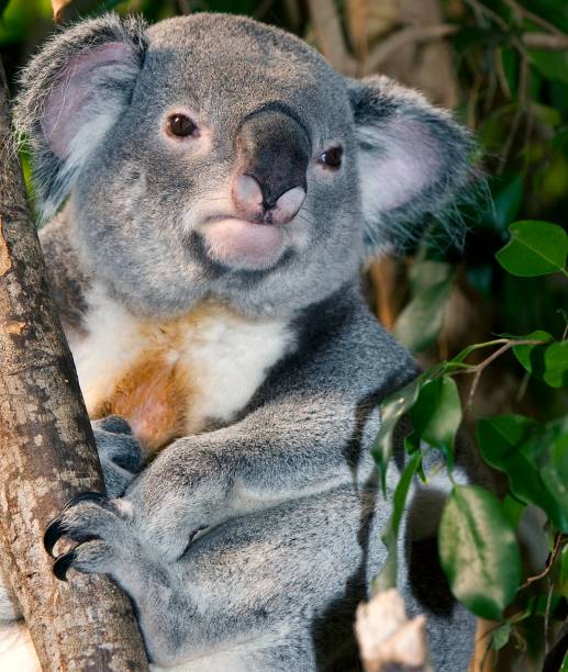 istock Koala, phascolarctos cinereus, Male standing on Branch 1253119666