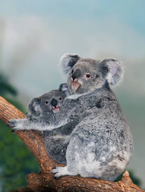 istock Koala, phascolarctos cinereus, Female with young standing on Branch 1253119675