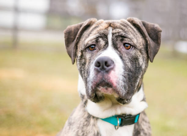 A brindle and white American Bulldog mixed breed dog A brindle and white American Bulldog mixed breed dog american bulldog stock pictures, royalty-free photos & images