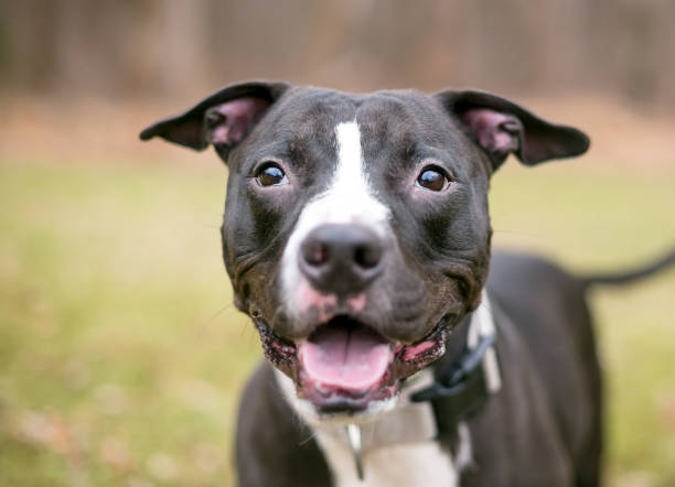 istock A black and white Pit Bull Terrier mixed breed dog with a happy expression 1253119875