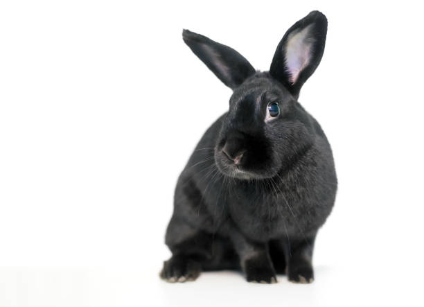 istock A black domesticated pet rabbit on a white background 1253120452