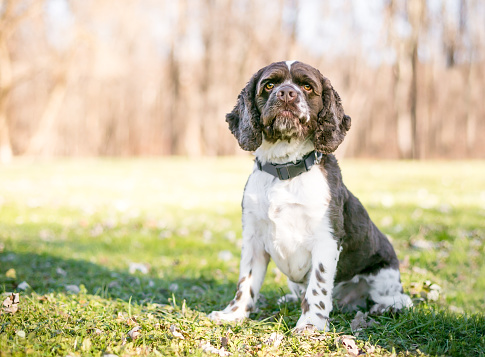 A Cocker Spaniel dog with brown and white markings sitting outdoors