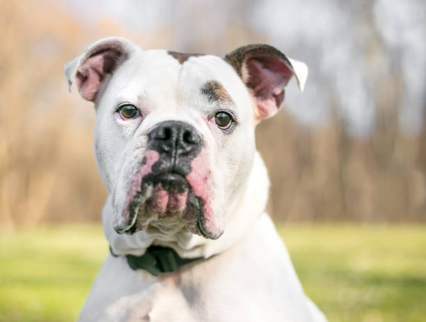 istock A Bulldog mixed breed dog with a bored expression on its face 1253120610