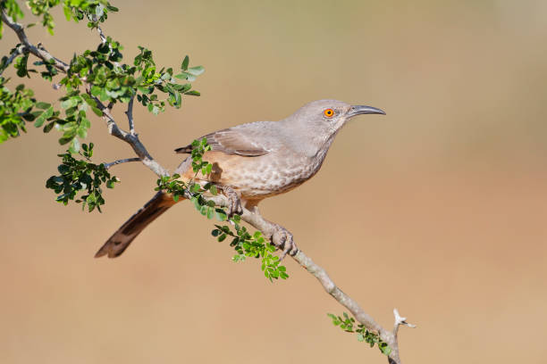 istock Curve-billed thrasher (Toxostoma curvirostre) on branch, South Texas, USA 1253120613