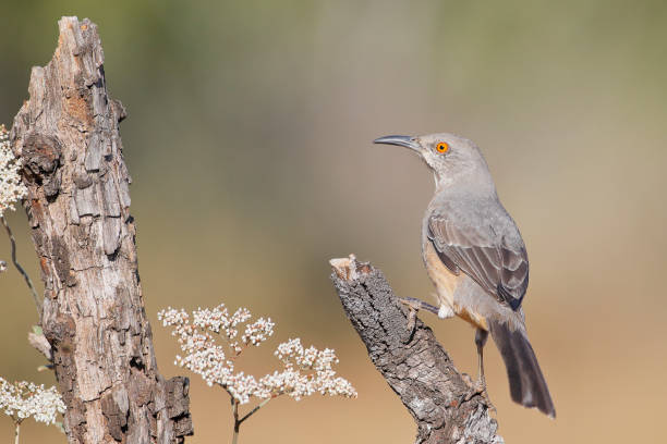 istock Curve-billed thrasher (Toxostoma curvirostre), South Texas, USA 1253120666