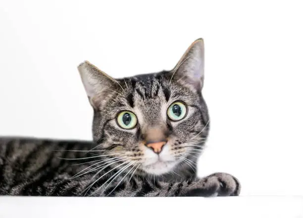 A wide-eyed tabby domestic shorthair cat with its ear tipped, indicating that it has been spayed or neutered and vaccinated