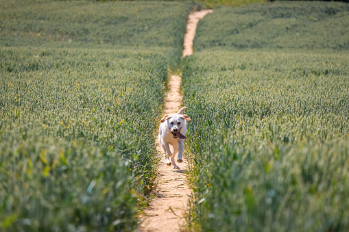 A labrador retriever dog walking among a wheat field