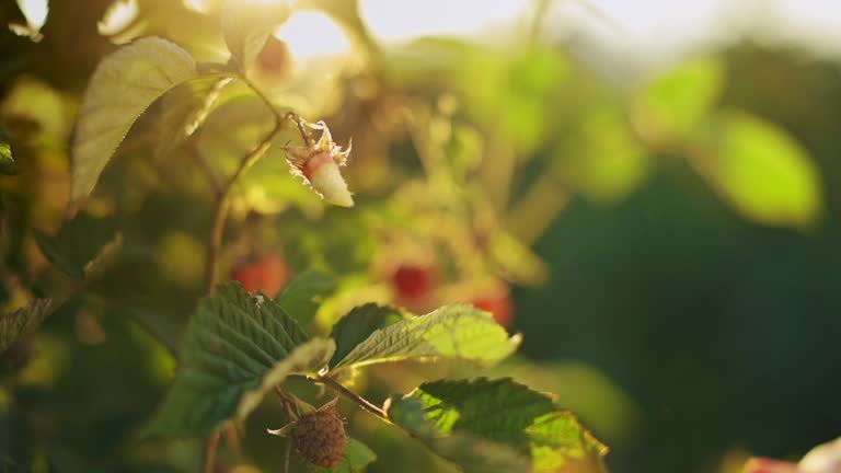 Female hand take a red raspberries from the bush. Close up video