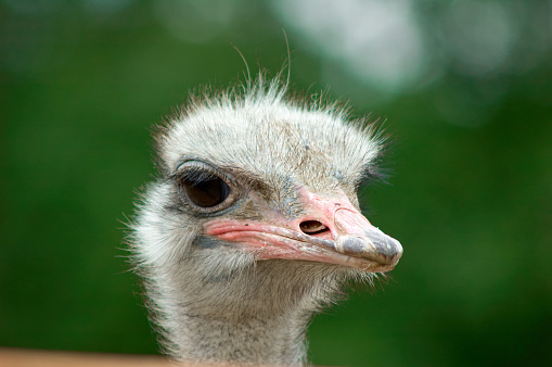 Ostrich head close-up at sunny summer day on the green bokeh background