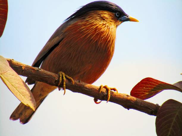 istock Brahminy myna or brahminy starling (Sturnia pagodarum ) sitting on the tree branch. 1253125007
