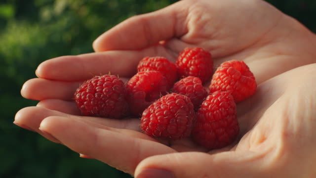 Woman hands hold fresh organic raspberries