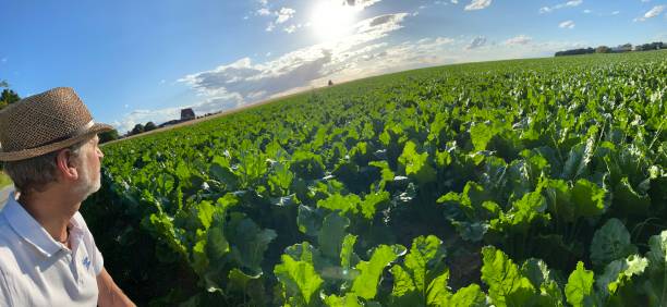 pôr do sol panorâmico - selfie in wheat field - fotografias e filmes do acervo