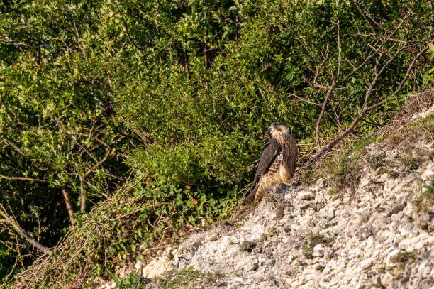 Photo of Peregrine Falcon, falco peregrinus