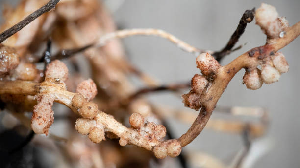 istock nitrogen nodules on fava bean roots 1253129175