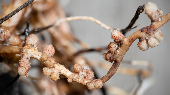 Close up of nitrogen nodules on fava bean, Vicia faba, roots.