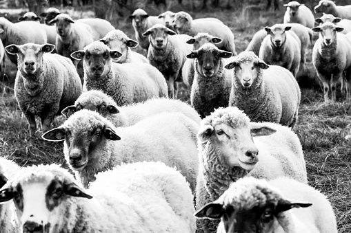 Herd of sheep on the farm, black and white, background with copy space, horizontal composition