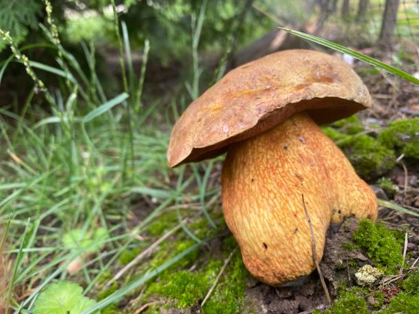 istock big beautiful yellow mushroom 1253130257
