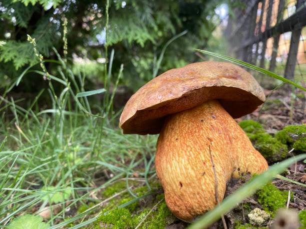 istock big beautiful yellow mushroom 1253130263