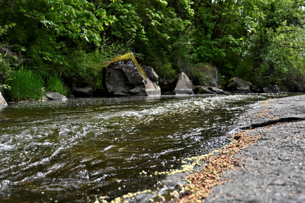 istock Rocky Riverbank with Leaves 1253130487