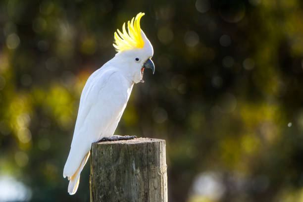 istock Sulphur Crested Cockatoo 1253131449