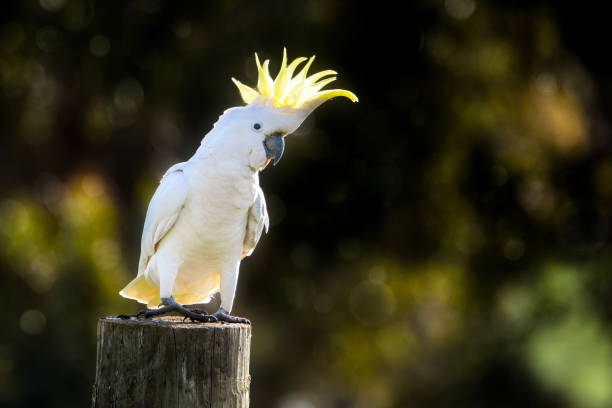 Sulphur Crested Cockatoo Cacatua galerita perched on a wooden pole sulphur crested cockatoo (cacatua galerita) stock pictures, royalty-free photos & images