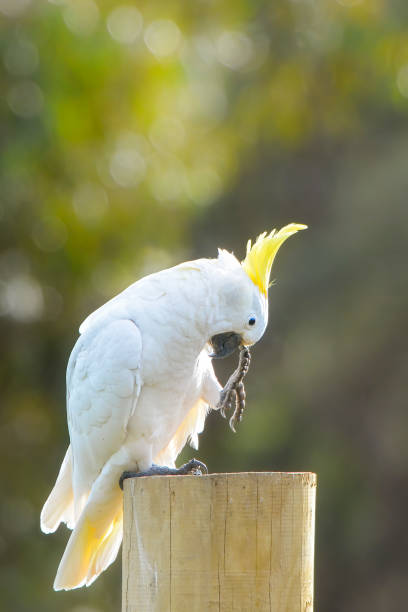 istock Sulphur Crested Cockatoo 1253131475
