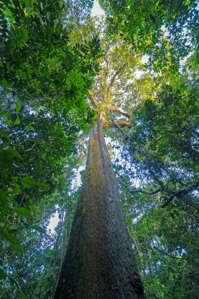 Ancient Brazil Nut Tree in the Amazon stock photo