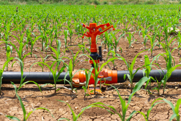 système d’irrigation arrosant le jeune champ de maïs vert dans le jardin agricole par le source d’eau. - corn crop irrigation equipment agriculture leaf photos et images de collection