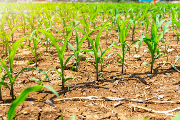 istock Green corn maize plants on a field. Agricultural landscape. 1253135740