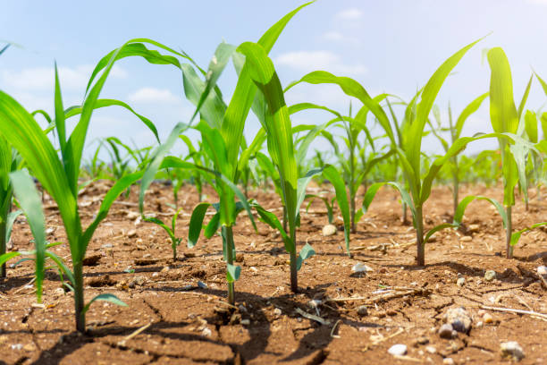 istock Green corn maize plants on a field. Agricultural landscape. 1253136006