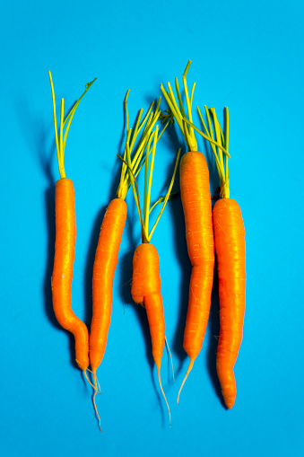 Organic Heirloom Raw Carrots in a Row, Turquoise Background