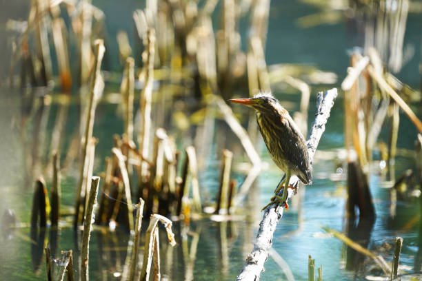Green Heron