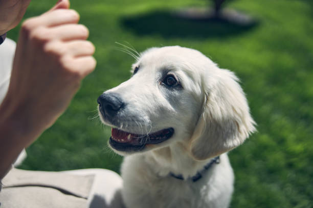 istock Hand holding a treat for a pet 1253139027