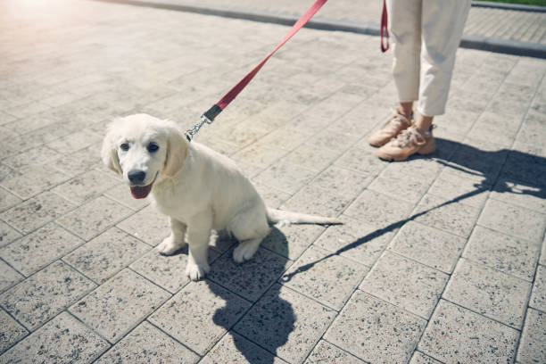 istock Cute white puppy sitting on the ground 1253139039