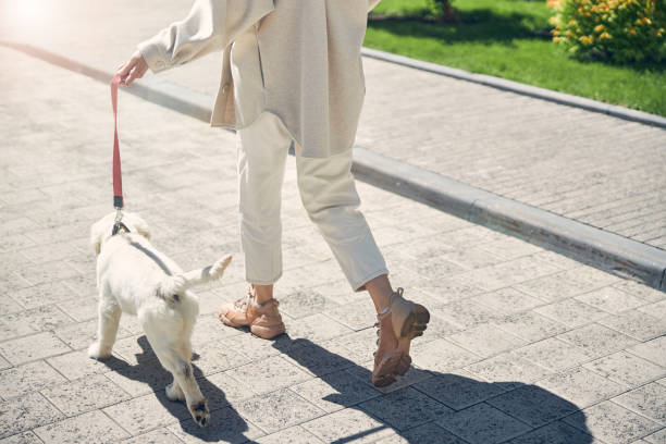 istock Woman walking her pet on a leash 1253139046