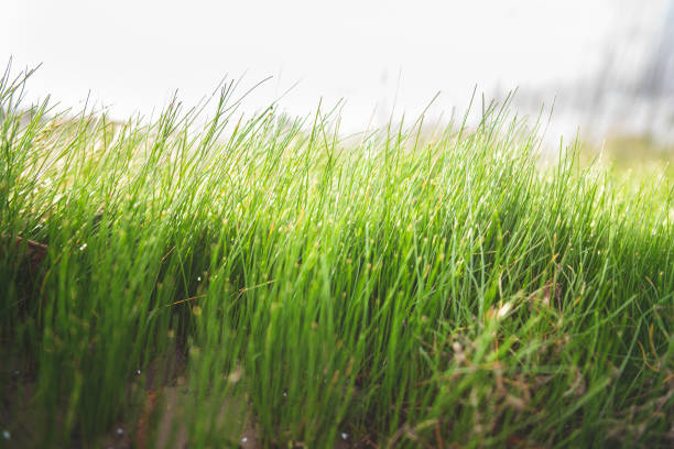 Tall and green grass close-up in Colonia del Sacramento, Colonia Department, Uruguay